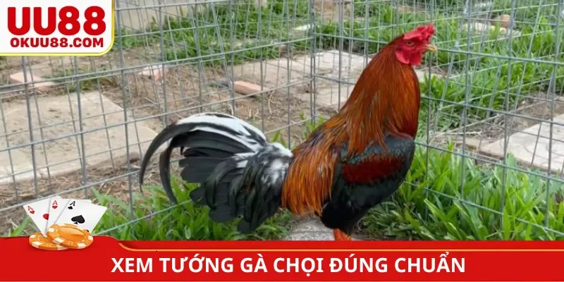 Xem tướng gà chọi đúng chuẩn